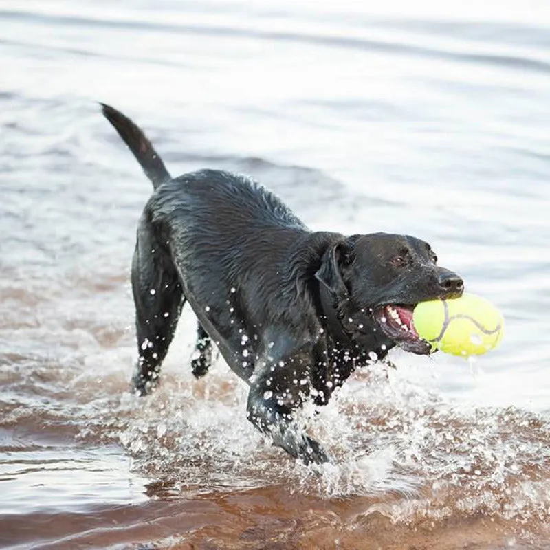 KONG AIRDOG SQUEAKER FOOTBALL LG