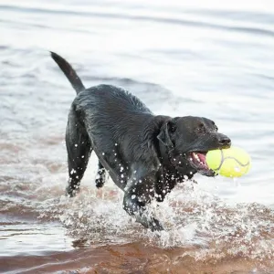 KONG AIRDOG SQUEAKER FOOTBALL LG